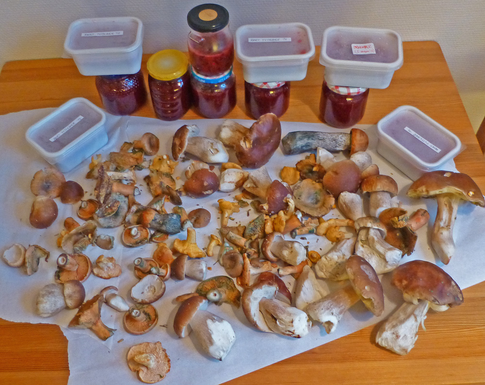 Fungi collected in forest near Oslo